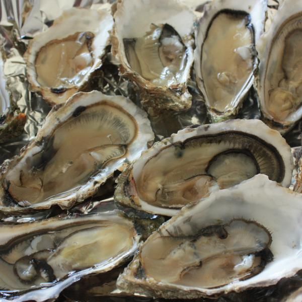 Oysters