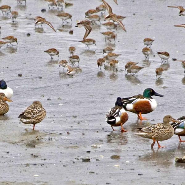 Shorebirds & Wetlands Incursion outline and syllabus