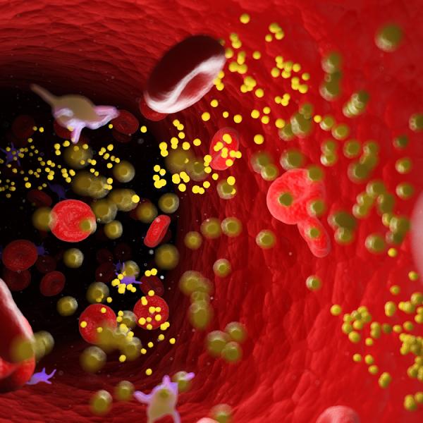 bloodstream