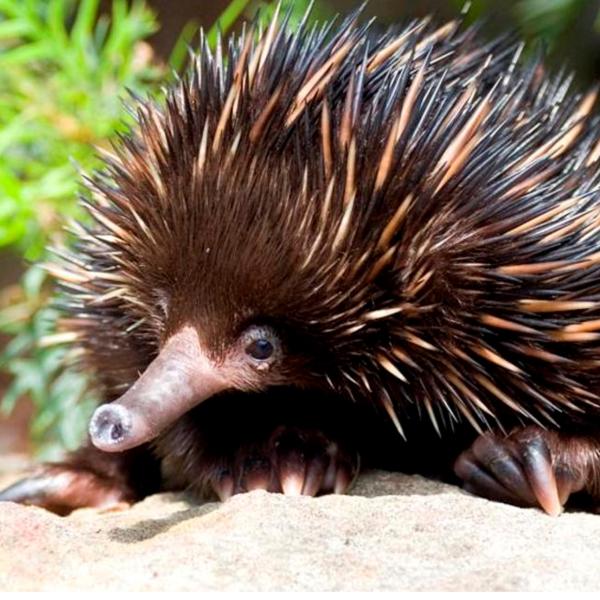 Echidna