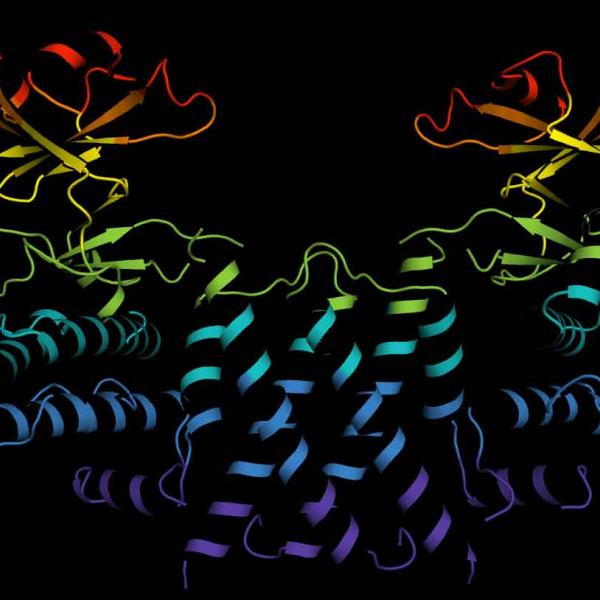 Molecular scaffold