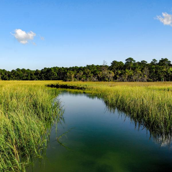 lowcountry landscape