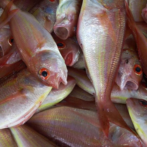 Fish
