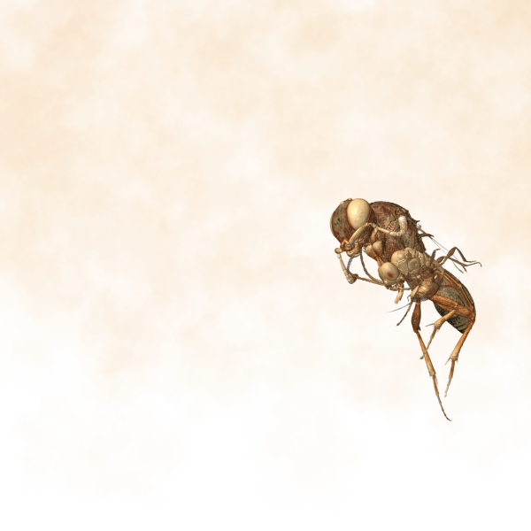 wasp