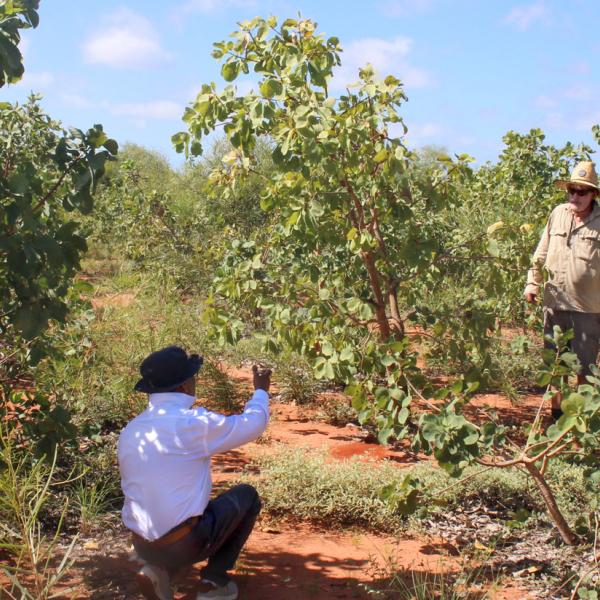 Kakdu plum fieldwork