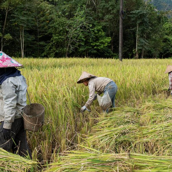 Rice cultivation