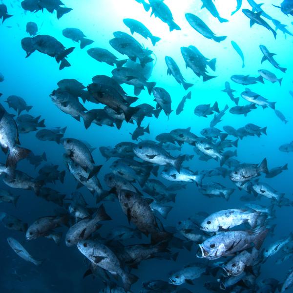 Ocean fish