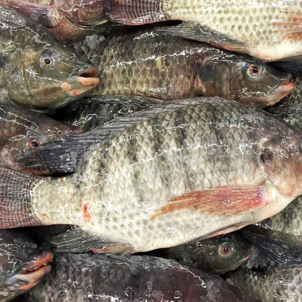 Tilapia