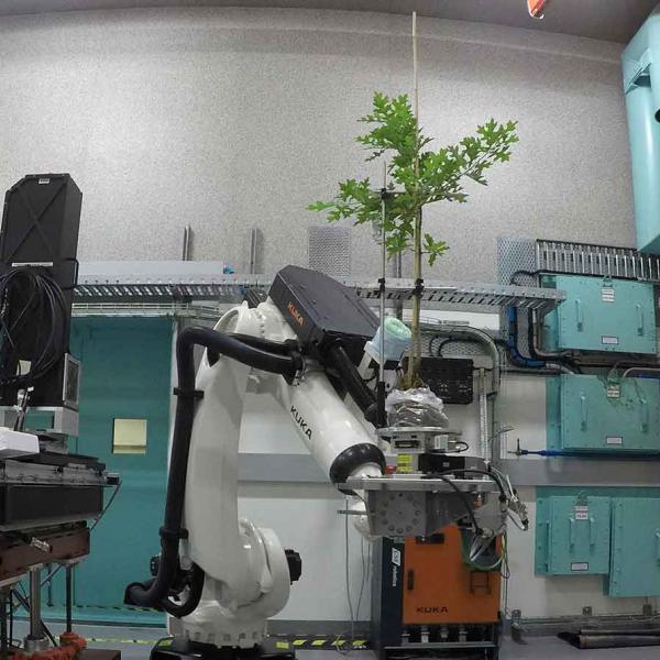 Tree at Australian Synchrotron
