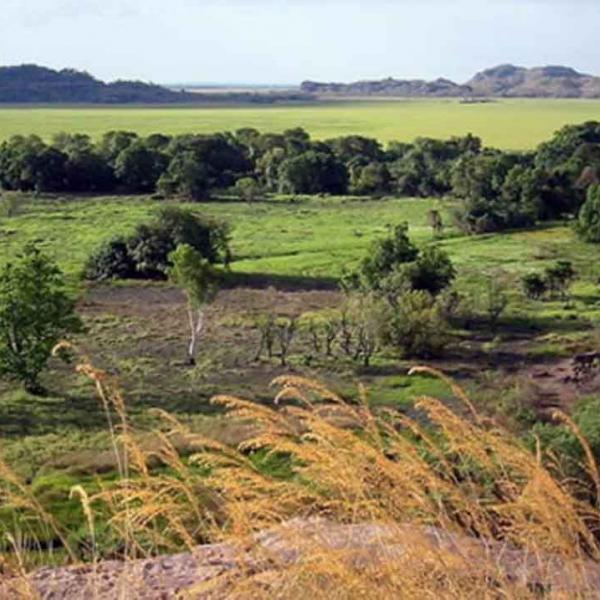 Kakadu 