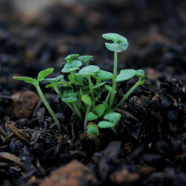stock image of seeding in soil