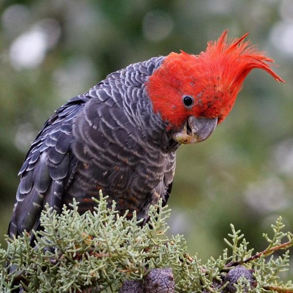 rare bird