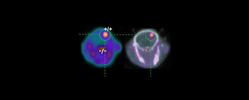 PET scan animal brain