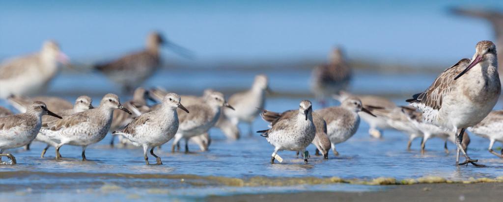 Shorebirds on beach
