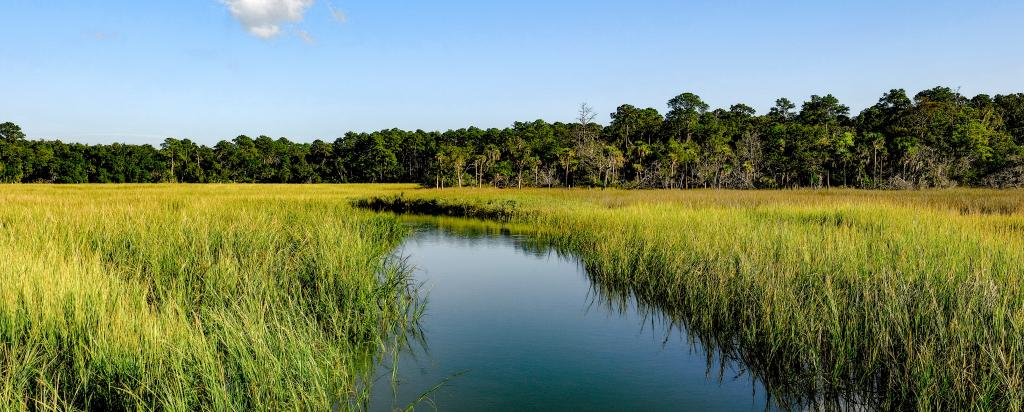 lowcountry landscape