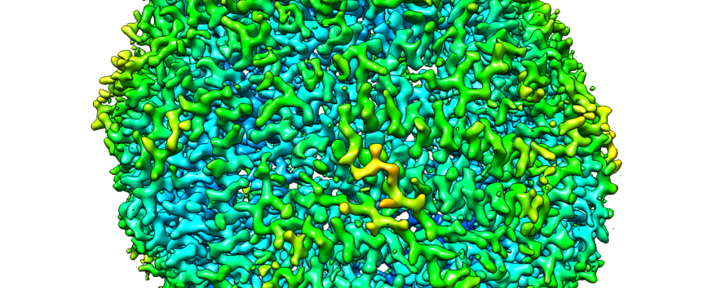 Cryo-EM image