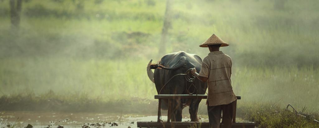 Cultivating rice