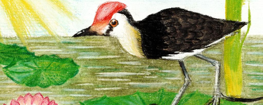 Shorebirds Jacana