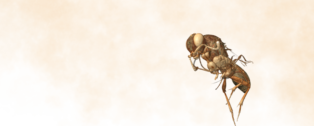 wasp