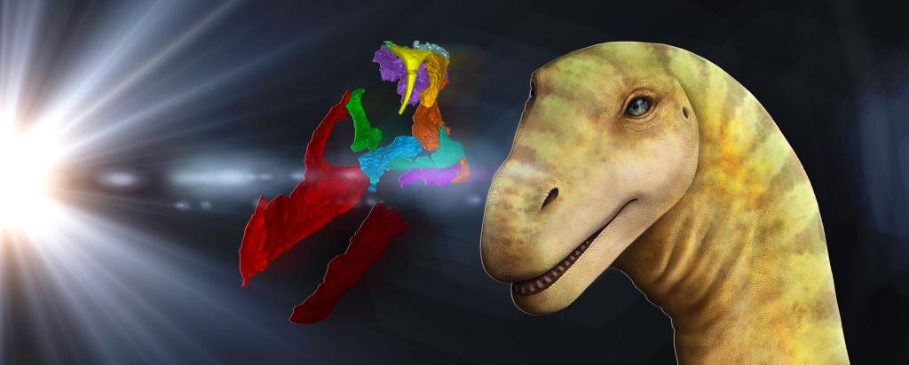 Synchrotron techniques reveal structural details of fossilised fragment of a rare Australian dinosaur skull 