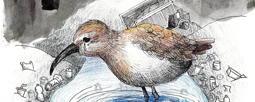 2020 Shorebirds Competition Entries