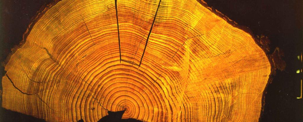 Tree rings 