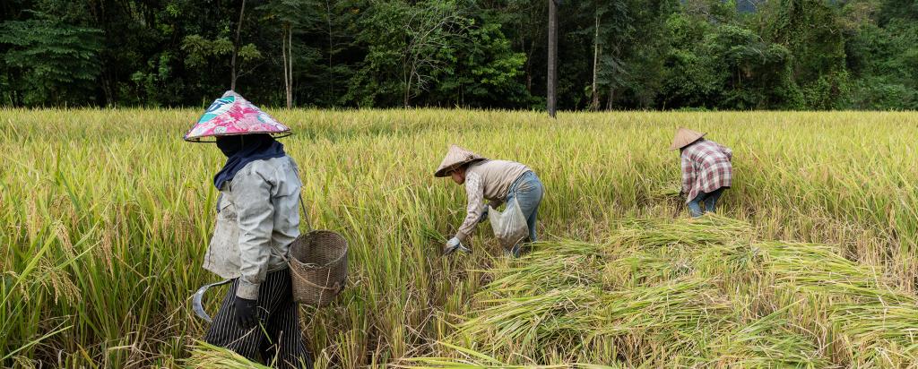 Rice cultivation