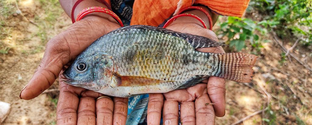 Tilapia New Guinea