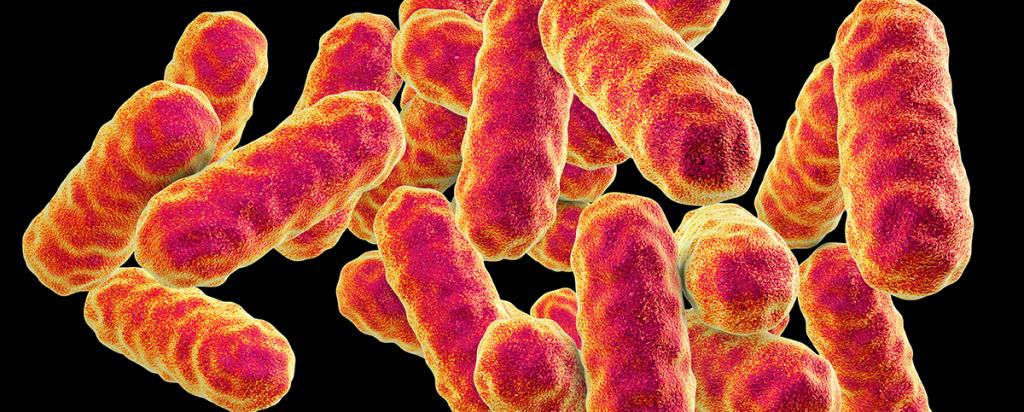 Serratia marascens