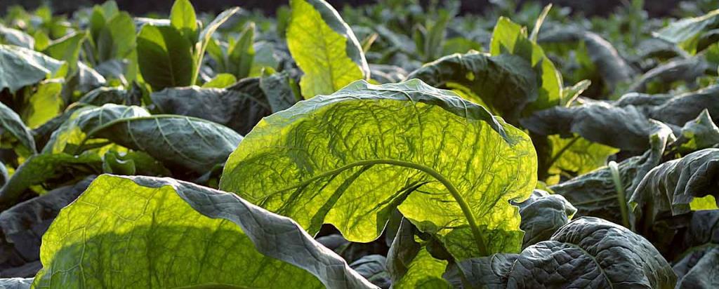 Tobacco plants