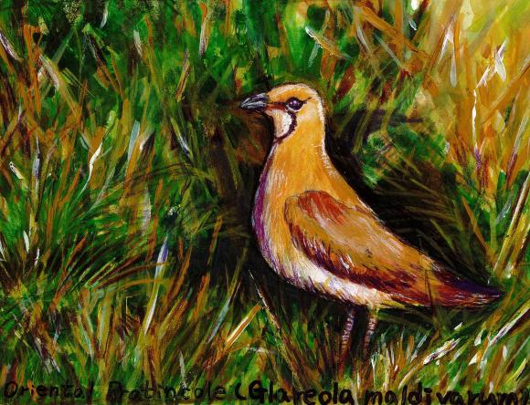 2nd Y3-4 Individual - Angelica S, Calamvale, QLD