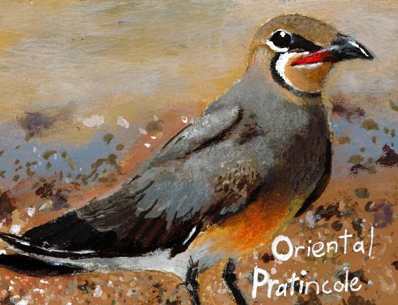 2nd Y5-6 Individual - Zoffy C, Nundah, QLD