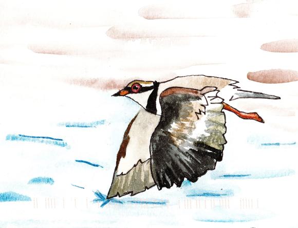 3rd Y3-4 Individual - Brooklyn M, Wellstead, WA