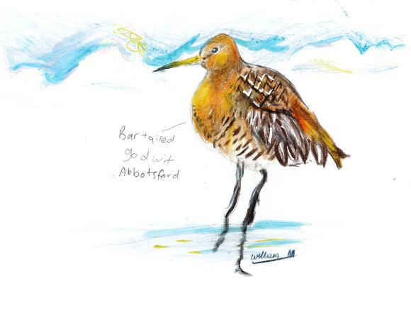 HC Y3-4 Schools - William M, Abbotsford Public School, NSW