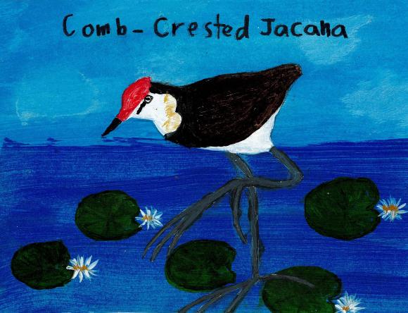 HC Y5-6 Individual - Alyssa T, Greenbank, QLD