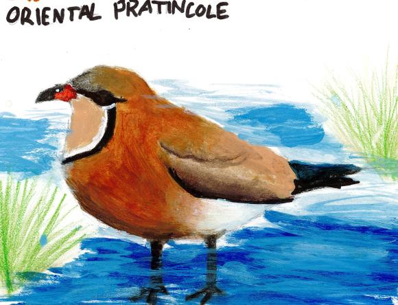 HC Y5-6 Individual - Florence V, Broome, WA