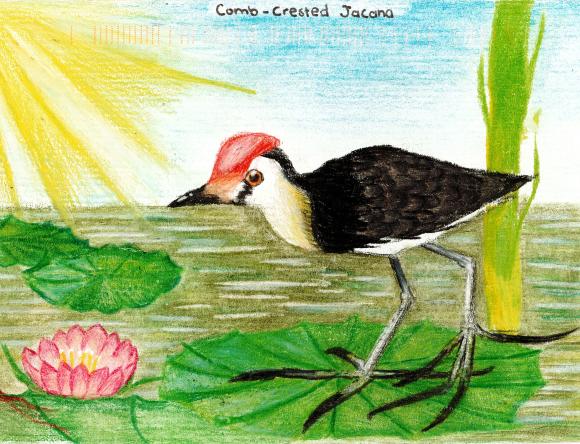 HC Y5-6 Schools - Minh T, Newbridge Heights Public School, NSW