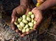 Kakadu plum