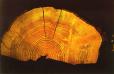 Tree rings