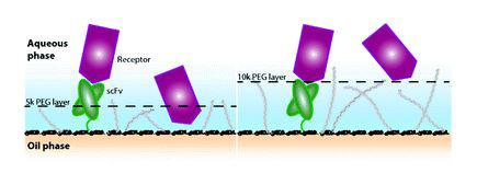 Competing influences