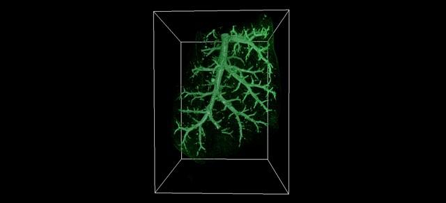 CT of a rat lung