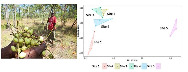 Kakadu plum data