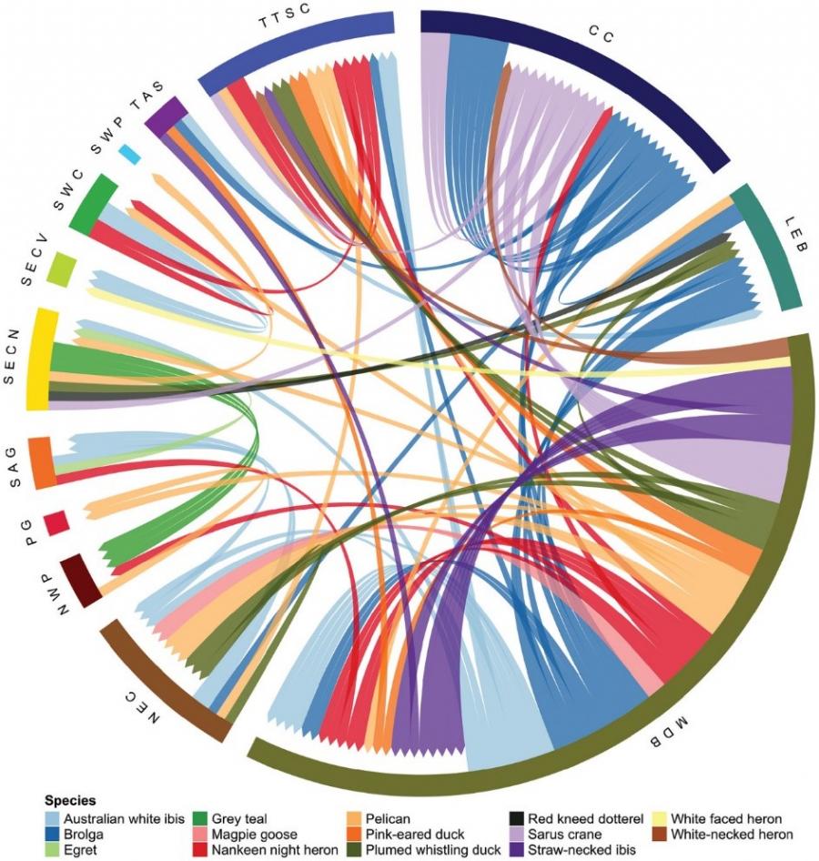 Movements of nomadic water birds