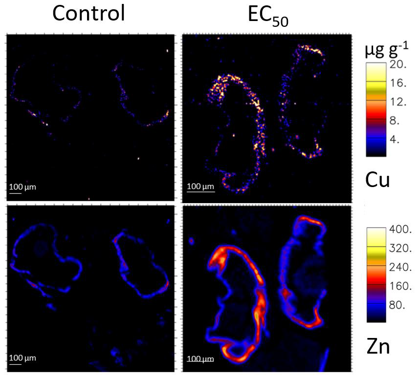 PIXE imaging of Purple Spotted Gudgeon eye tissue from a Control animal (no added Cu) and an animal exposed to high concentrations of Cu (EC50). The top row shows the accumulation of Cu while the bottom row shows the distribution of Zn.