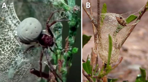The Australian crab spider and its unique basket web in its natural form
