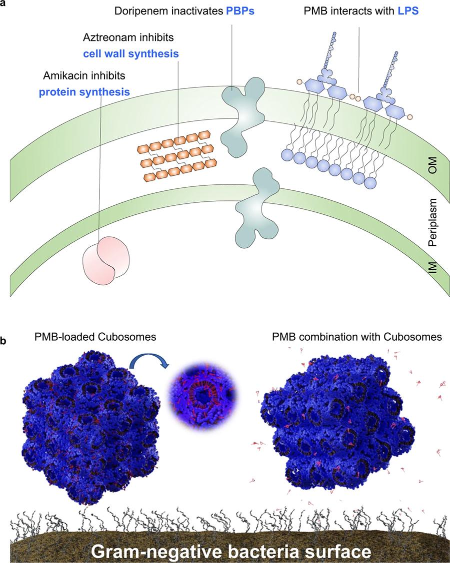 Fig1_Membrane interaction