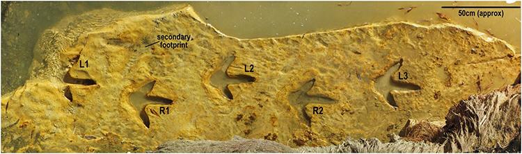 Moa footprints from the Pleistocene