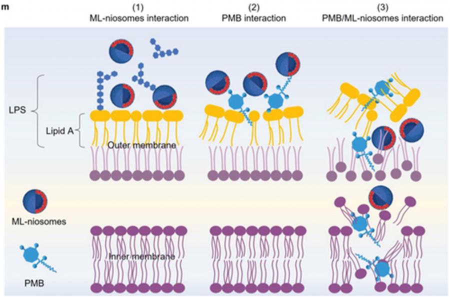 Nanoparticles and antibiotics