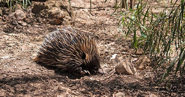 Short nosed echidna