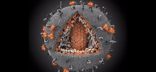 hiv virus